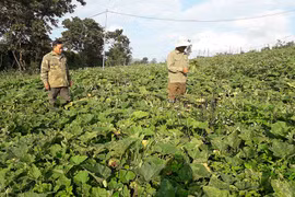 Chư Pưh: "Đỏ mắt" vì bí đỏ