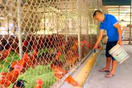 Nuôi gà đồi theo công nghệ hữu cơ