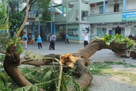 Ký ức cây xanh