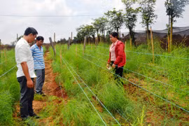 Chư Prông: Hướng đến vùng chuyên canh nông nghiệp công nghệ cao