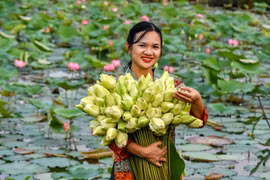 Khởi nghiệp từ hoa sen trắng cổ Huế