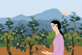Đời cây