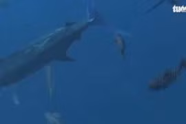 Video: Mạo hiểm lặn sâu 20m săn cá cờ xanh nặng kỷ lục thế giới