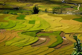Ngẩn ngơ ngắm mùa lúa chín Tây Bắc