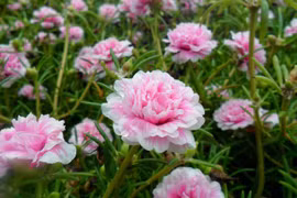Hoa mười giờ