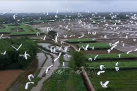 Thích thú ngắm những đàn chim, cò bay về trú ngụ tại Thừa Thiên Huế
