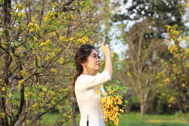 Giới trẻ mê mẩn bởi con đường đầy hoàng mai xứ Huế