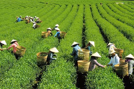 Hương sắc B'Lao