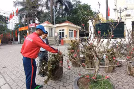 Đào rừng xuống phố
