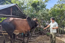 Đồng bào dân tộc thiểu số tích cực lai cải tạo đàn bò
