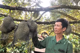 Sức sống mới ở O Pếch