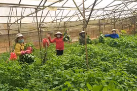 Trồng tầm bóp trong nhà kính