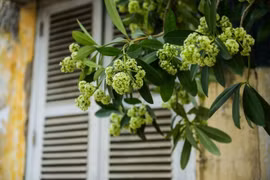 Hoa của mùa thu