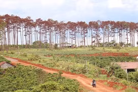 Cán bộ ngân hàng ở Lâm Đồng thuê người huỷ hoại rừng thông chiếm đất