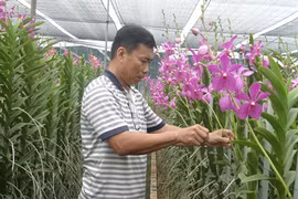 Trồng lan trên đất lúa thu hàng tỷ đồng/ha