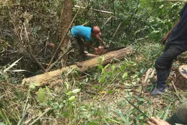 Chặt cây, xẻ gỗ và ngang nhiên qua trạm