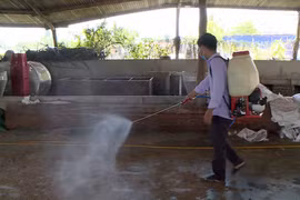 Ayun Pa: 100% xã, phường công bố dịch tả heo Châu Phi