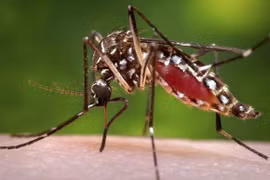 Singapore tranh cãi về dịch sốt xuất huyết lây nhiễm không kém virus corona