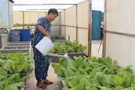 Trồng rau xanh ở Trường Sa