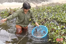 Nuôi cua đồng ngon trong ao bèo tây, bắt cả tấn, bán 90-110 ngàn/kg