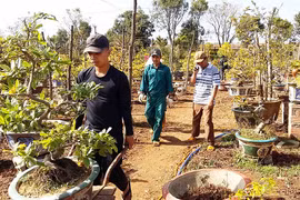Nghề hốt bạc... sau Tết