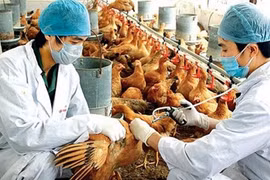 Gia Lai: Triển khai quyết liệt, đồng bộ các giải pháp phòng-chống bệnh cúm gia cầm