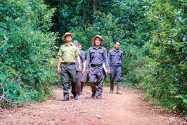 Một chuyến tuần rừng