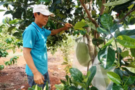 Kon Tum: Vườn "trồng lung tung" mà vẫn kiếm bộn tiền, ông nông dân bất ngờ tiết lộ điều này