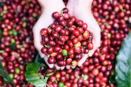 Ký ức ngày mùa