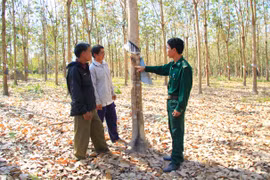 Mai này, làng Le