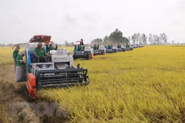 Giá gạo xuất khẩu vẫn ở mức cao dù trong nước giảm nhẹ