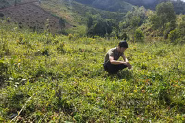 Trồng rừng kiểu gì mà "10 cây chết 9" tại huyện nghèo ở Kon Tum, nghe lùng bùng đủ thứ lý do