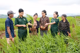 Binh đoàn 15 phát huy hiệu quả các mô hình giúp dân xóa đói, giảm nghèo