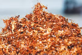 Mỹ vị Jrai