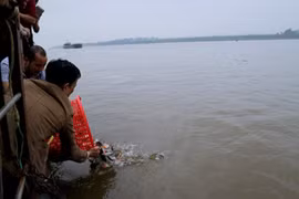 "Phóng sinh"