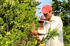 Gia Lai: Phát triển tài sản trí tuệ nhằm nâng cao giá trị sản phẩm