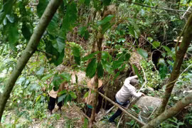 Đắk Nông: Tìm thấy thi thể thanh niên mất tích trong rừng sâu