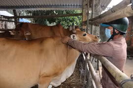 Đak Pơ: 4 xã có dịch bệnh viêm da nổi cục trên trâu, bò