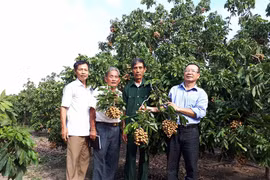 Biến sỏi đá thành... tiền