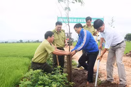 Quỹ Bảo vệ và Phát triển rừng tỉnh Gia Lai: Quan tâm hỗ trợ trồng cây phân tán