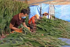Người trồng hoa Lâm Đồng lao đao vì dịch COVID-19 bùng phát giáp Tết