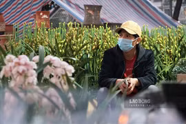 Giá hoa tết rẻ kịch sàn, tiểu thương vẫn ủ rũ vì vắng khách