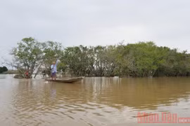 Bài 3: Hơn ba mươi năm giữ "tường chắn sóng" cho làng