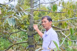 Ông nông dân Bến Tre có nhiều giống sầu riêng quý, bòn bon ăn siêu ngon, trồng là "đẻ" ra tiền