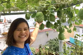 'Hết hồn' với vườn nông sản sân thượng bội thu của mẹ bỉm sữa