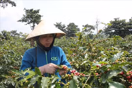 Giọt mồ hôi ở lưng trời Khe Sanh