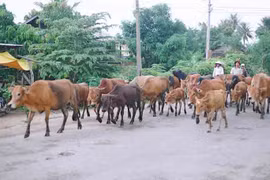 Gia Lai ban hành kế hoạch phòng-chống bệnh viêm da nổi cục ở trâu, bò