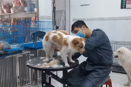 Phú Yên: Lấy ráy tai, cắt móng, mát xa cho những loài thú này mà kiếm bộn tiền