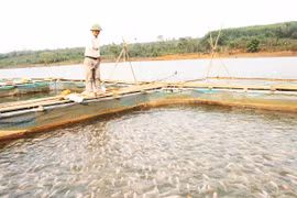 Nuôi cá lồng trong hồ thủy lợi, thủy điện: Nhiều triển vọng