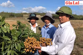 Nhãn ngọt trên đất khó Kông Yang